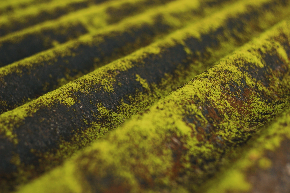 algae on a roof