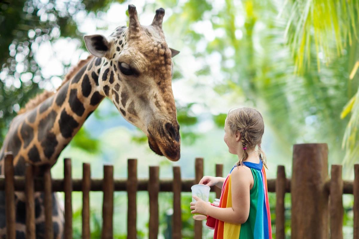 Little girl interacts with giraffe at zoo