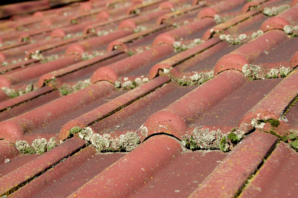 mossy roof