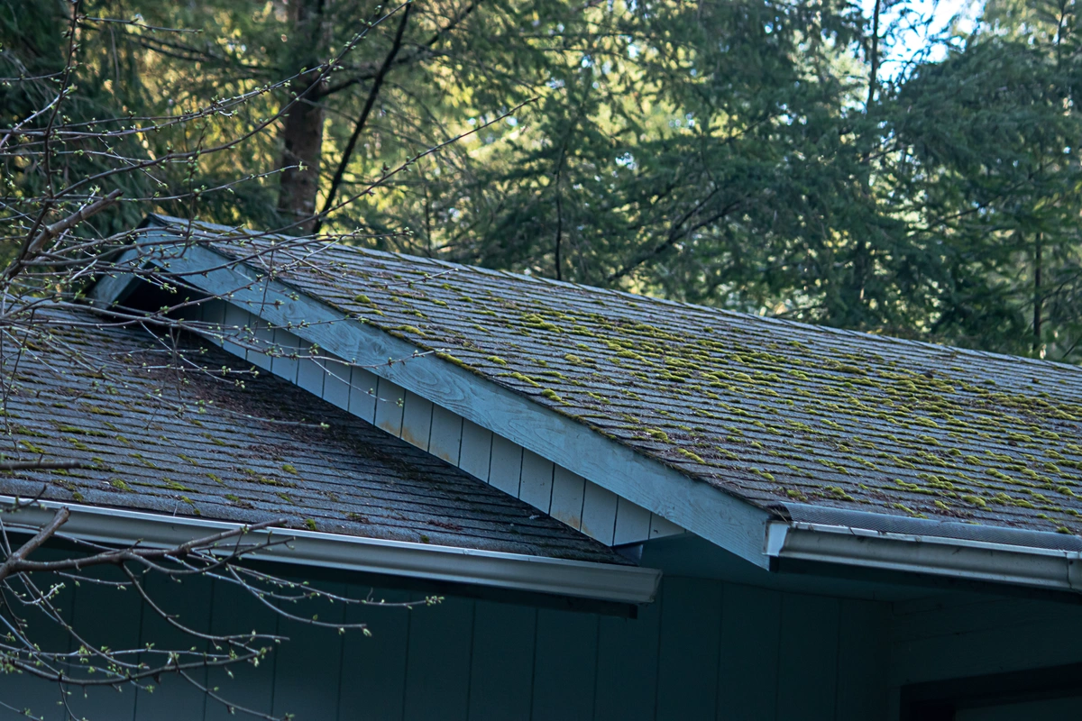old, mossy, shingle roof