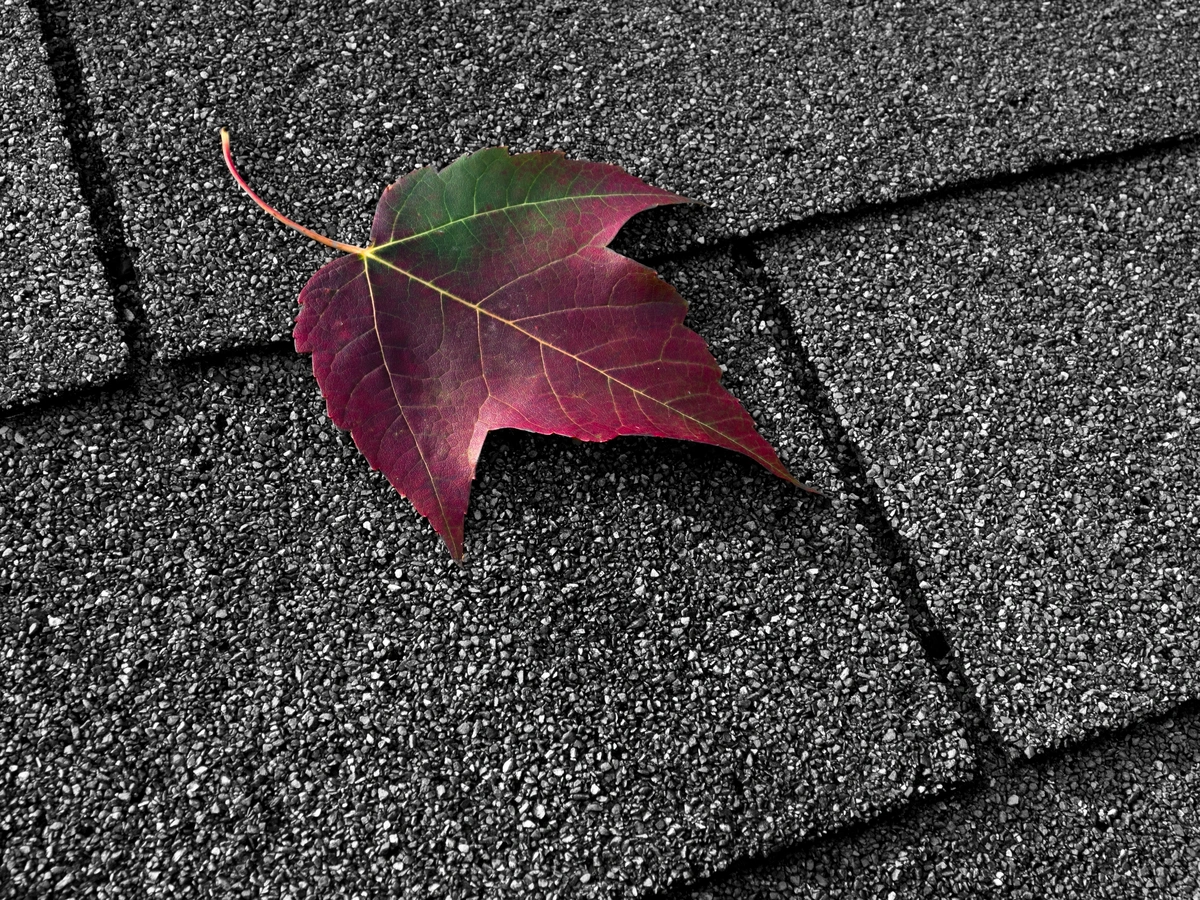 A single red and green leaf lies on a textured, dark gray shingle roof, subtly highlighting early signs of granule loss on shingles.