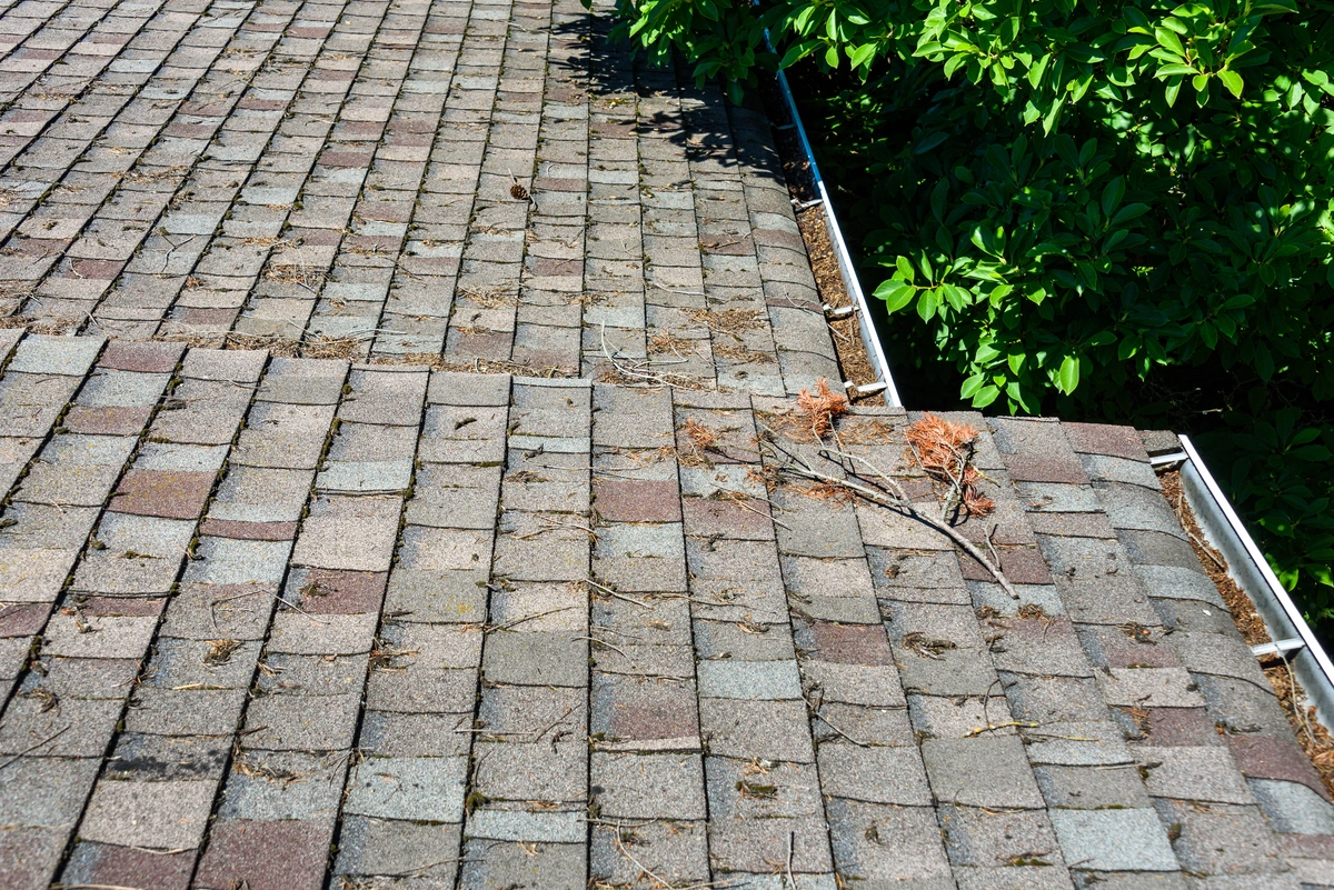 A shingled roof with leaves, pine needles, and debris scattered on it shows the need for roof cleaning. Rain gutters along the edge are partially clogged, while nearby tree branches with green leaves add to the debris buildup.