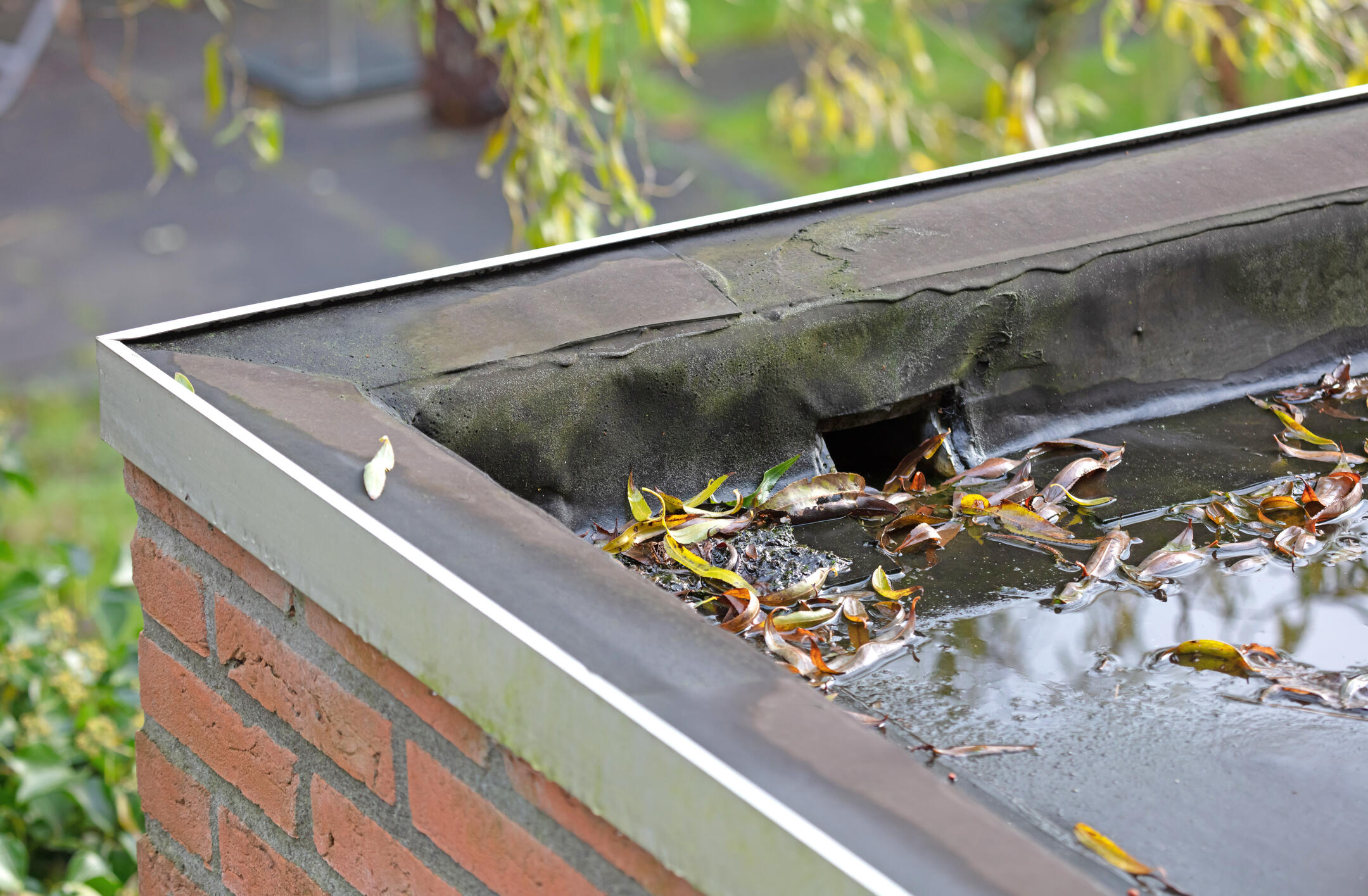 A flat roof with black shingles has a clogged drain covered in leaves and water, showing poor drainage. The brick edge and surrounding greenery are visible.