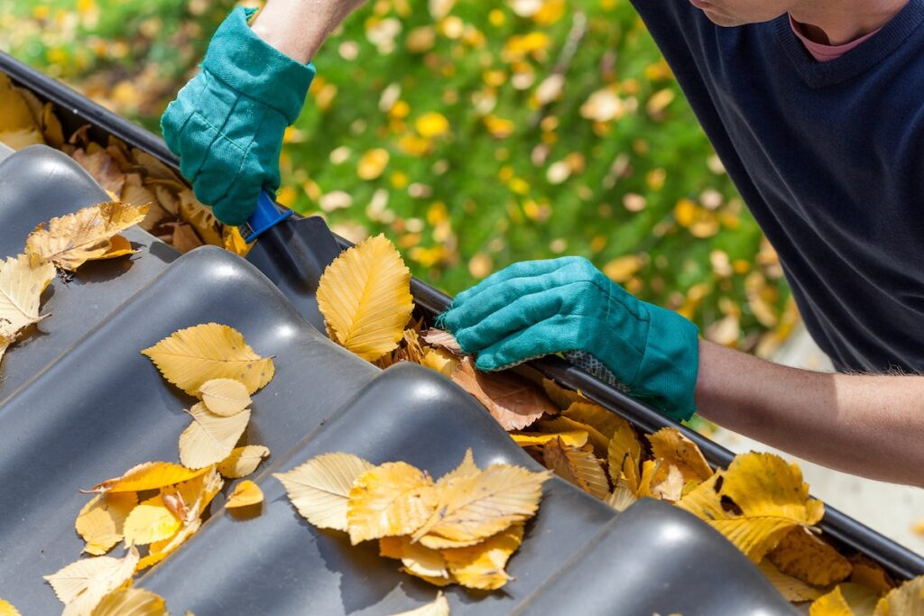 gutter cleaning A person wearing green gloves cleans fallen yellow leaves from a black rain gutter on a roof using a small hand tool. More leaves are scattered on the roof, and leafy branches are blurred in the background.