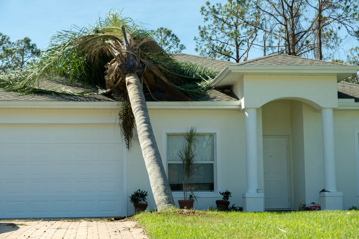 wesley chapel storm damage insurance A large palm tree has fallen onto the roof of a white single-story house, causing visible damage. The front yard has green grass and potted plants near the entrance.